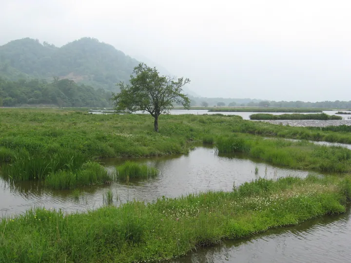 A marshy wetland with pools of water and grassland beneath hazy hills