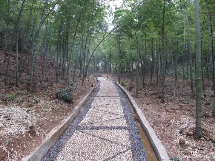 Pebble-paved path running through a dense bamboo forest at Cai Lun Bamboo Sea