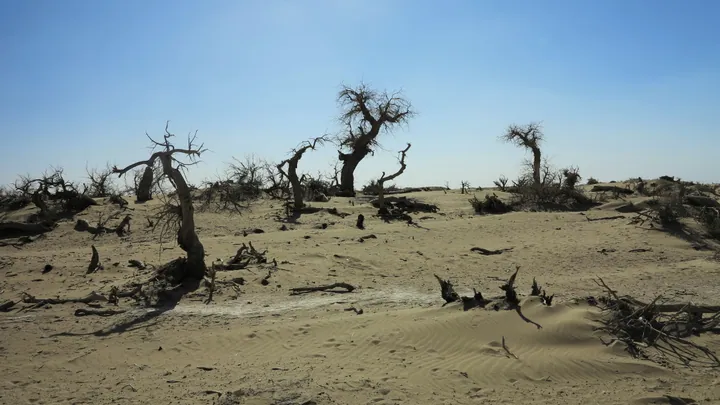 Bare, dead poplar trees rising from desert sand at the Guaishulin scenic area