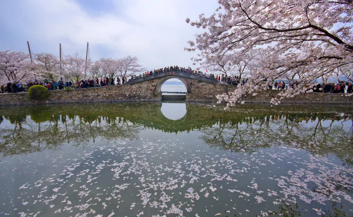 Stone arch Changchun Bridge over water, surrounded by cherry blossom trees, at Yuantouzhu