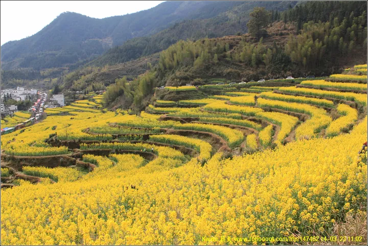 Golden terraced fields of blooming rapeseed flowers on a hillside above a village