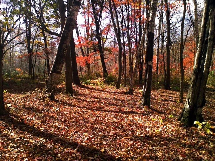 Red and orange autumn leaves covering the ground in a birch forest