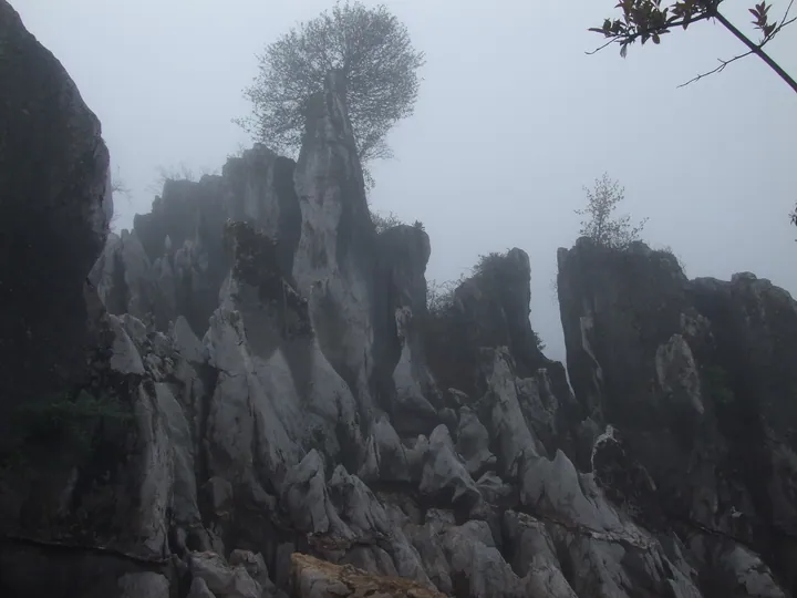 Mist-shrouded limestone rock spire with a tree growing on top