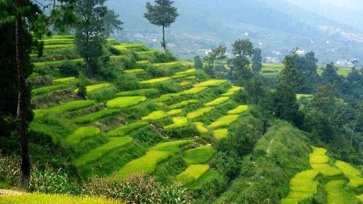 Green terraced rice fields on a hillside with pine trees and a distant village