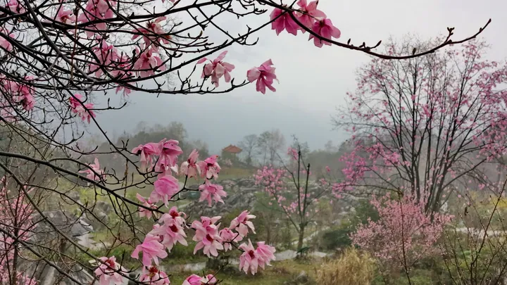 Pink blossoming trees in Yaowanggu valley with misty hills behind