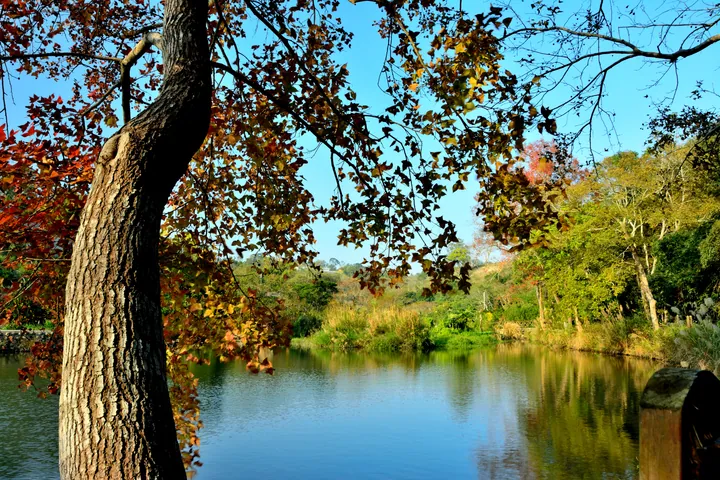 Red autumn maple leaves framing a calm pond under a clear blue sky