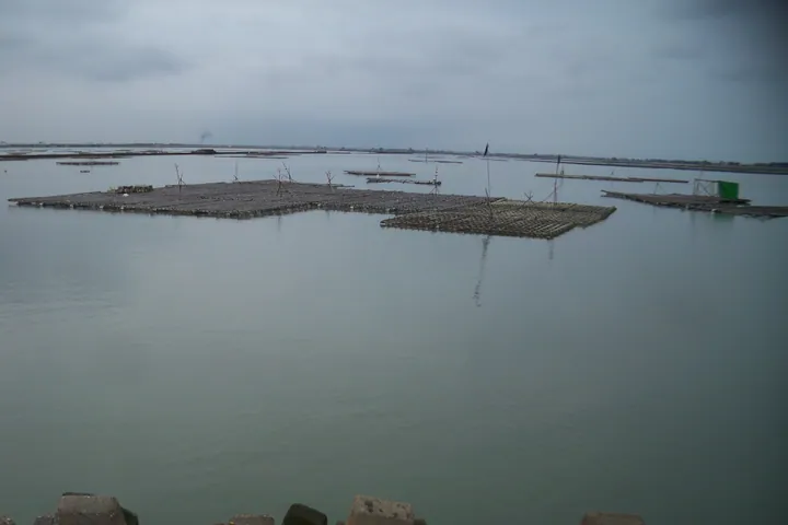 Wooden oyster-farming racks floating on calm coastal water under a cloudy sky