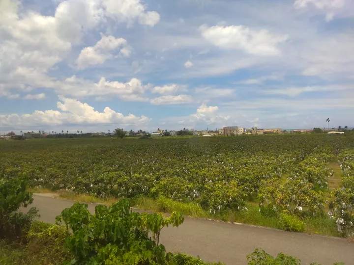 Orchards and farmland with a distant village under a blue sky in Fangshan Township