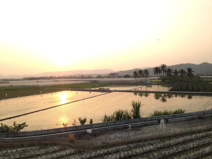 Sunset over flooded rice paddies with palm trees silhouetted in Shanlin District, Kaohsiung