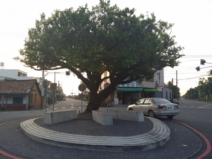 A large shade tree in a paved roundabout in front of a train station in Lioujia District, Tainan