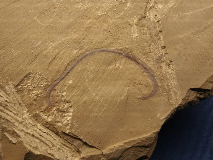 Fossil impression of an early Cambrian worm preserved on a rock slab