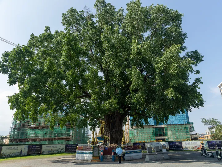 A large banyan tree growing around a small Buddhist stupa