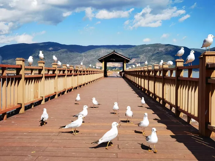 Seagulls standing on a wooden walkway extending over a lake