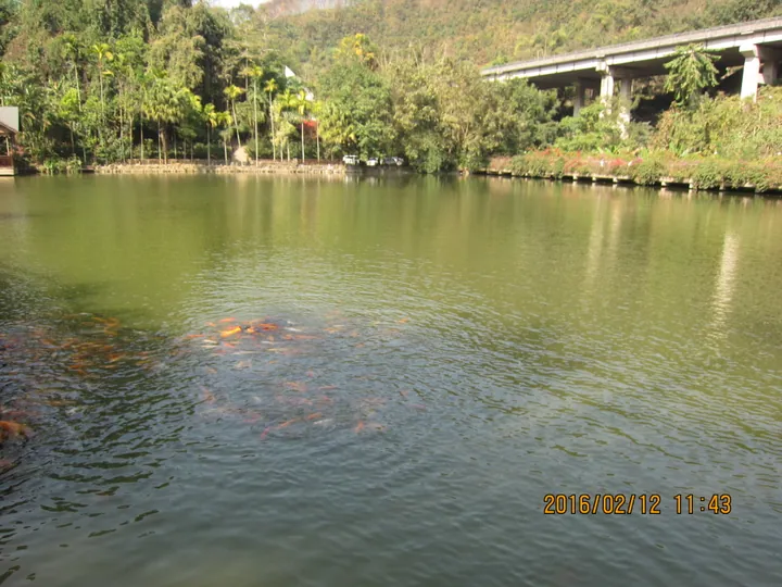 Green lake surrounded by tropical forest with a highway bridge in the background at Xishuangbanna Primeval Forest Park