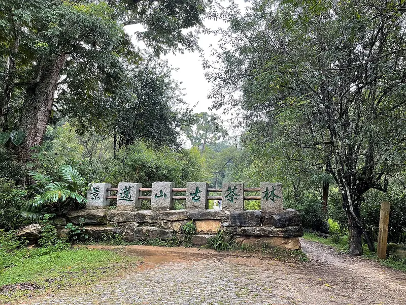 Representative view in Lancang Lahu Autonomous County · 澜沧拉祜族自治县代表景观：Old Tea Forest of the Jingmai Mountain