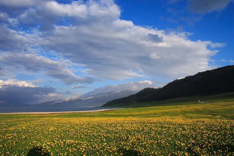 Representative view in Bole · 博乐市代表景观：Flowers arround Lake Sailimu, aka Sayram - Flickr - George Lu