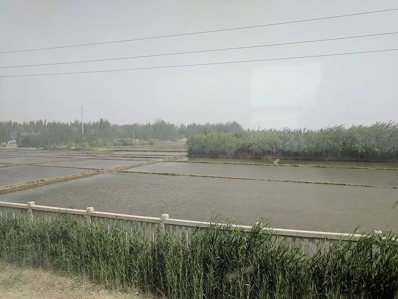 Representative view in Karakax County · 墨玉县代表景观：Karakax Paddy Field (IMG 20170519 115504)