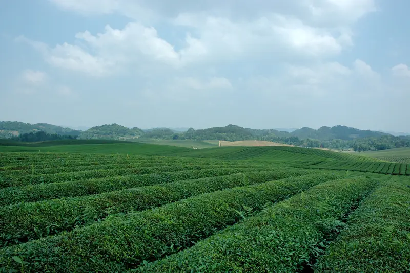 Meitan Sea of Tea (湄潭茶海)