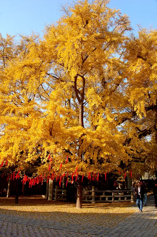 FuLaiShan scenic spot (浮来山)