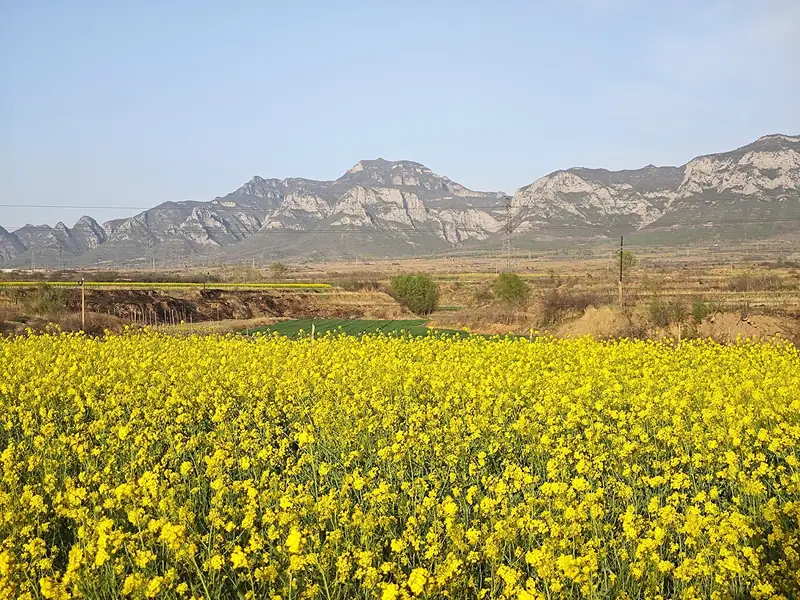 Representative view in Fengfeng Mining District · 峰峰矿区代表景观：峰峰矿区 东望响堂山与油菜花