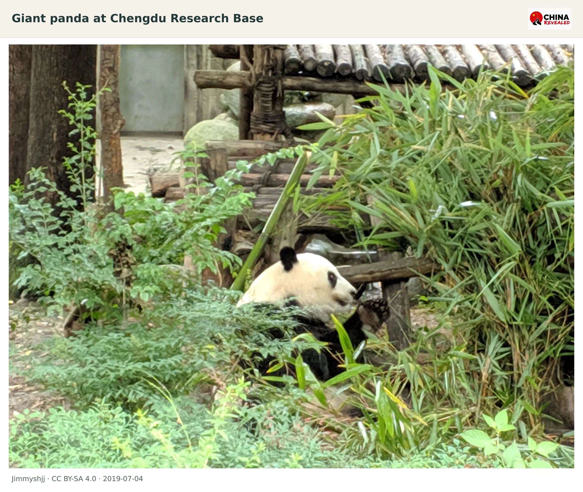 A giant panda among bamboo and rustic enclosure structures at the Chengdu Research Base of Giant Panda Breeding